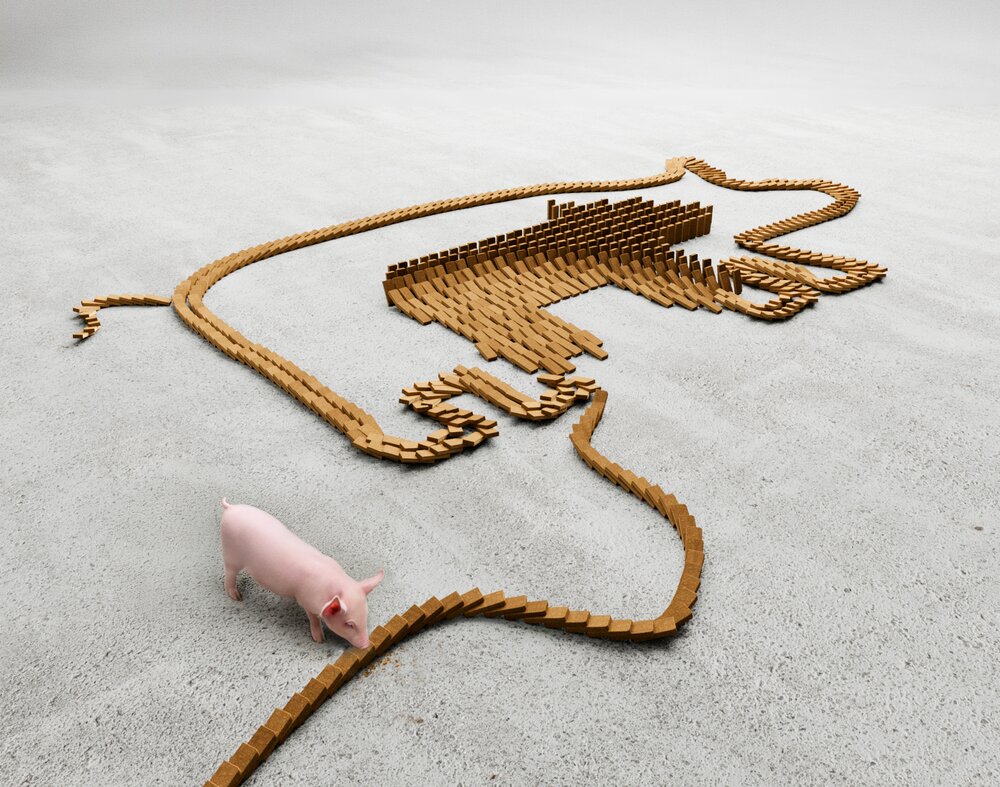ActiBar Milkiwean si sono posizionati come domino che formano l'immagine di una scrofa e un maialino con un maialino che mangia una delle barre