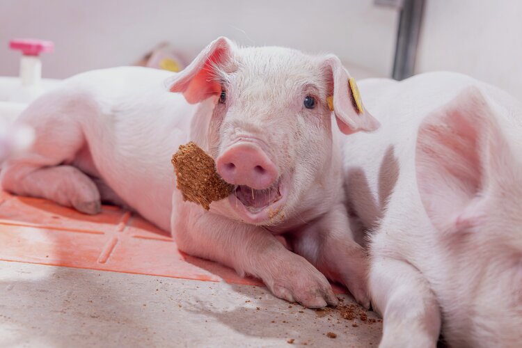 Piglet eating a Milkiwean ActiBar