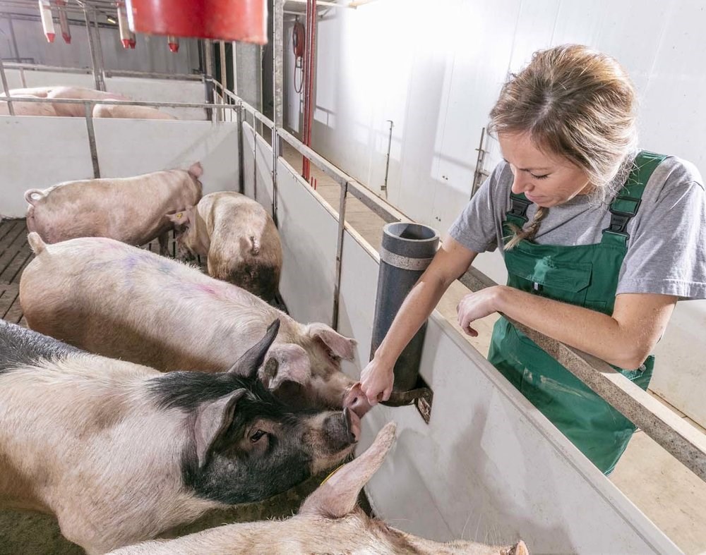 Reducing antimicrobial resistance in sows