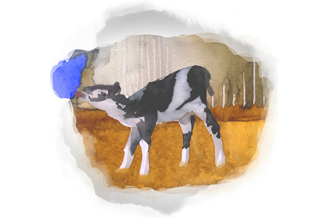 Drawn calf drinking from a bucket