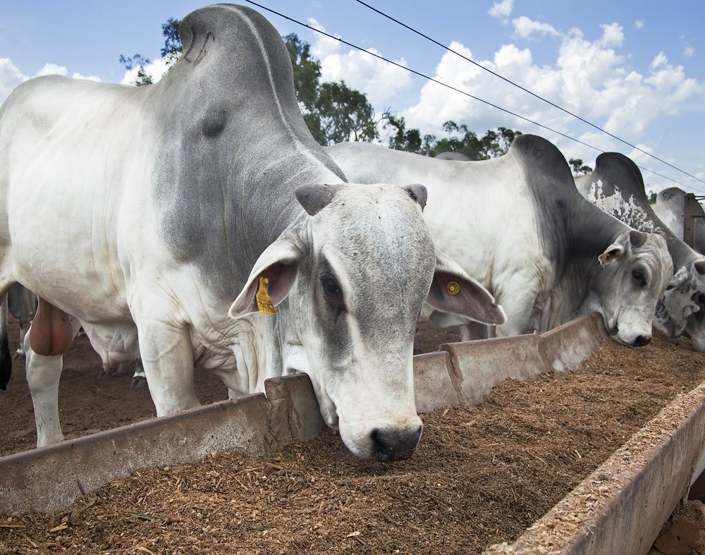 Brahman bulls eating at a feedlot in Brazil