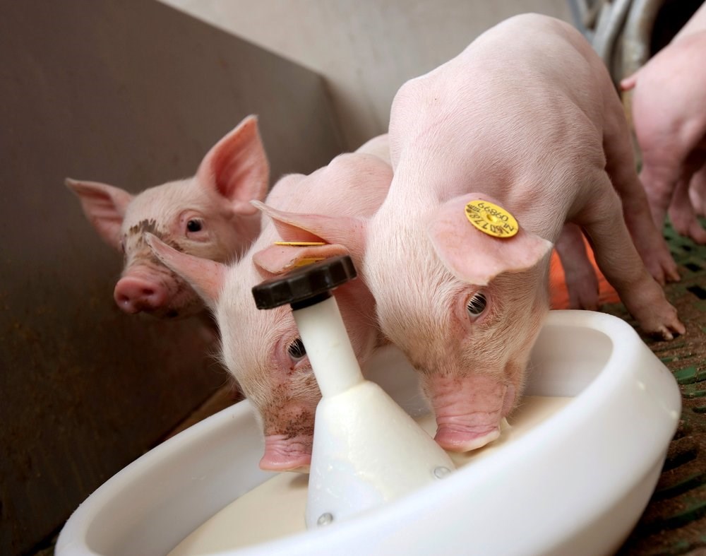 Piglets feed and water management