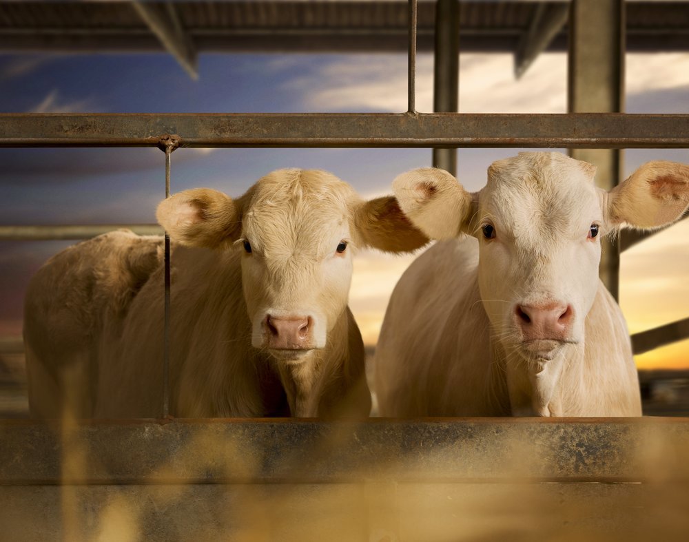 Two Charolais growers in a pen looking at the camera.