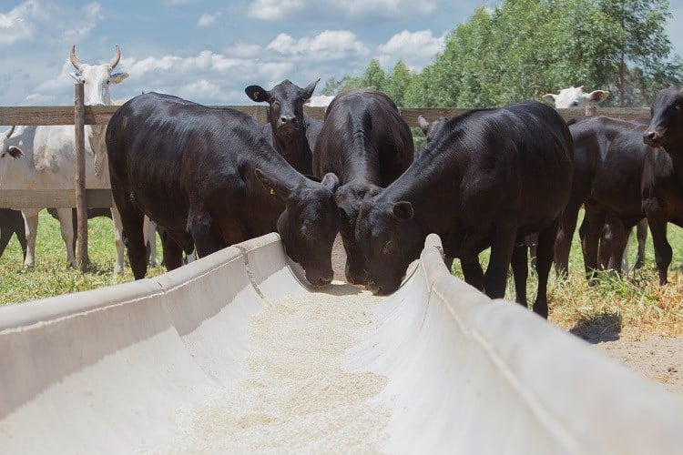 Allevamento di vitelli e bovini da carne