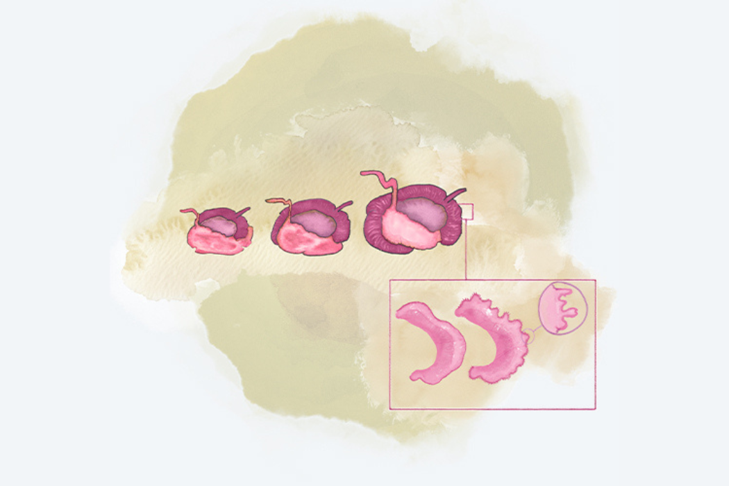 Drawn image of a calf gut