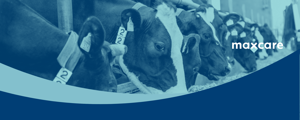 Vacche che mangiano unifeed